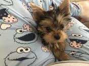 Yorkshire terrier