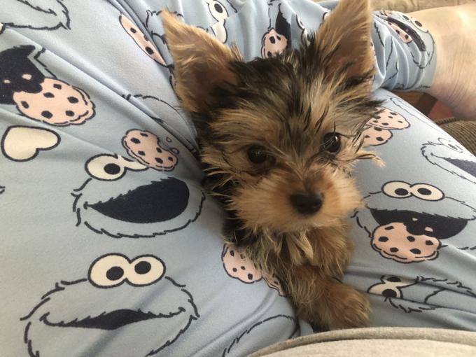 Yorkshire terrier