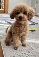 Toy poodle