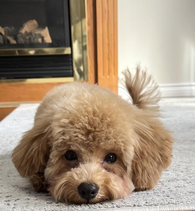 Toy poodle