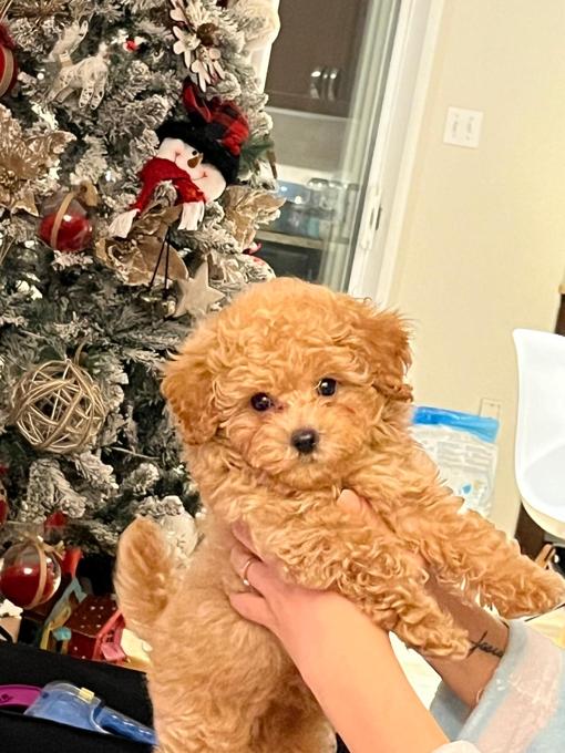 Toy poodle