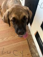 Mastiff