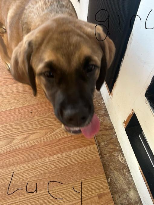 Mastiff