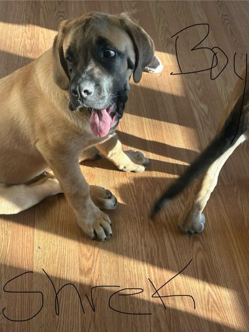 Mastiff