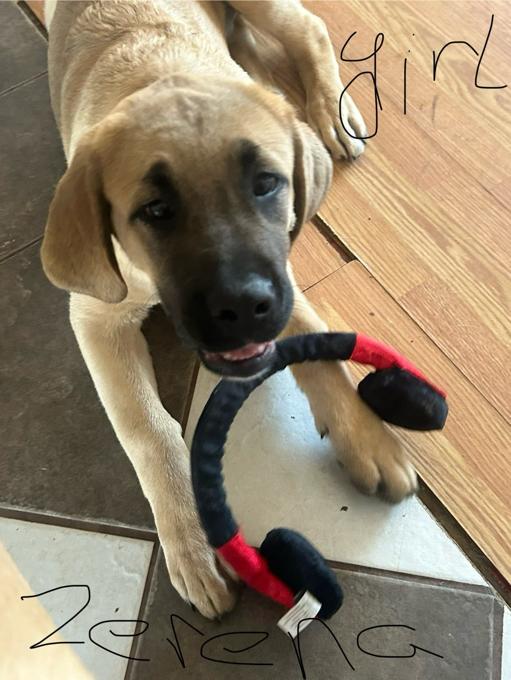 Mastiff