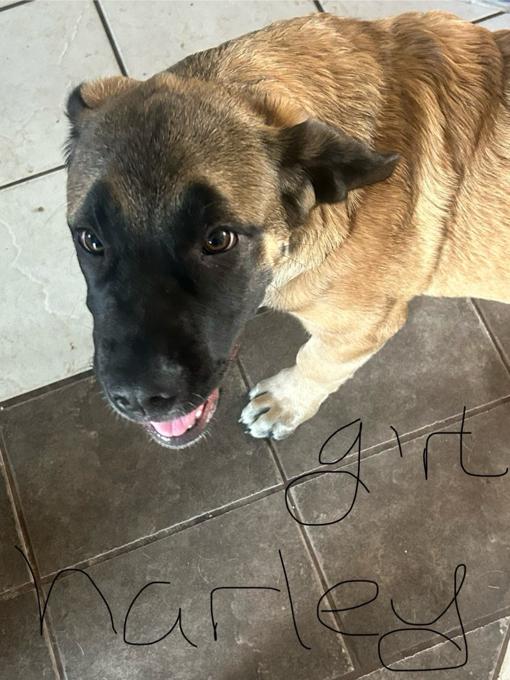 Mastiff