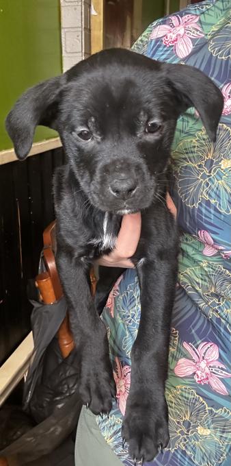 Rotti / Bully