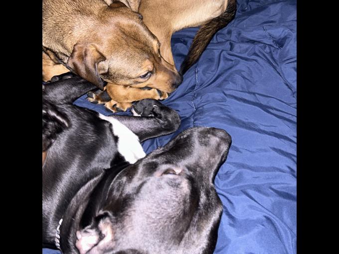 Rotti / Bully