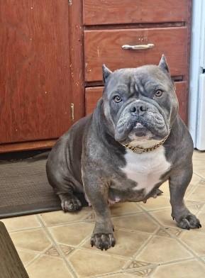 Bully