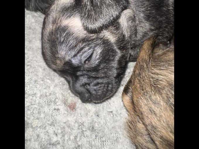 Chihuahua