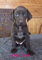 German Shorthaired Pointer