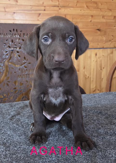 German Shorthaired Pointer