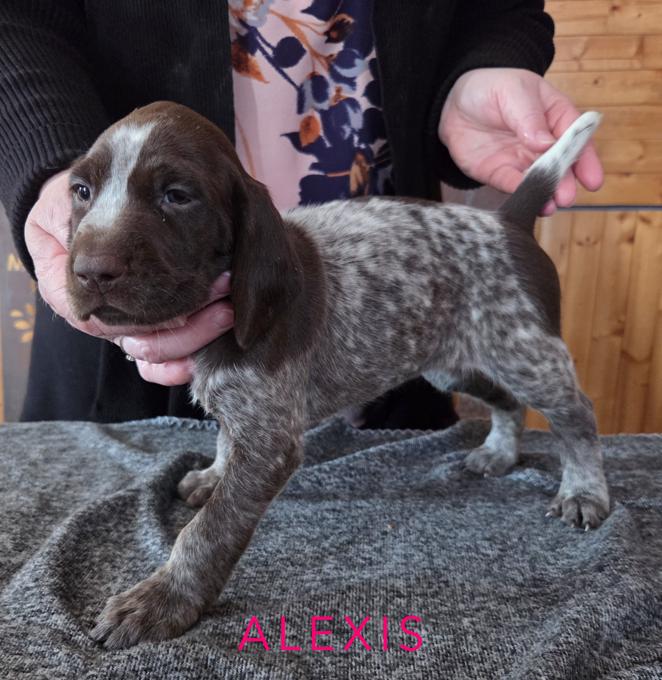 German Shorthaired Pointer