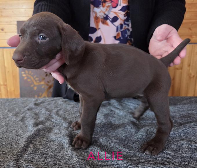 German Shorthaired Pointer