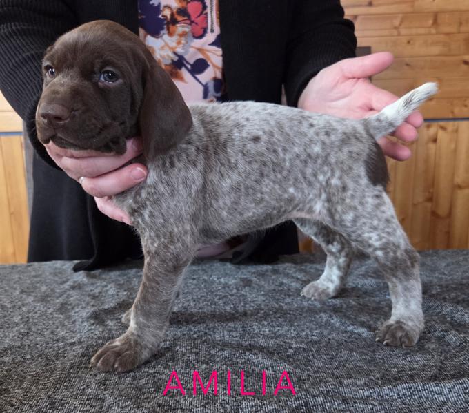 German Shorthaired Pointer