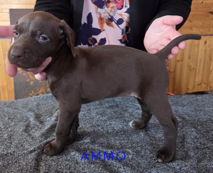 German Shorthaired Pointer