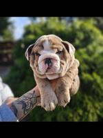 English bulldog