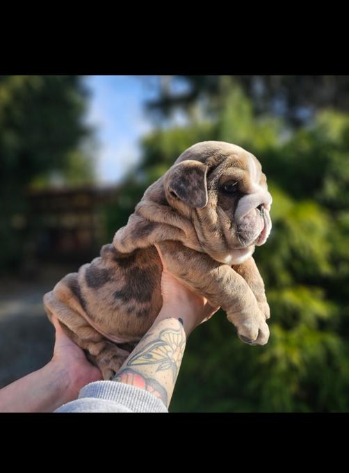 English bulldog