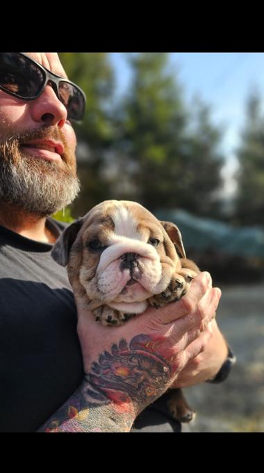English bulldog