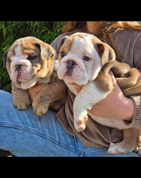 English bulldog