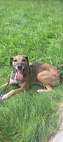 Mayan xolo Belgium malious