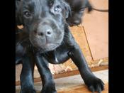 Lab cane Corso