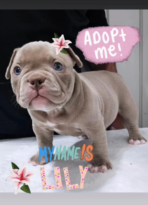 American Bully Micro Exotic