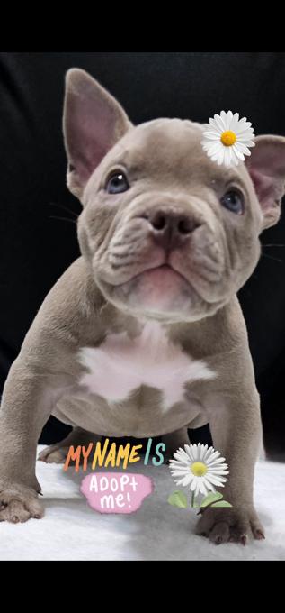 American Bully Micro Exotic