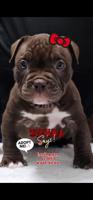 American Bully Micro Exotic