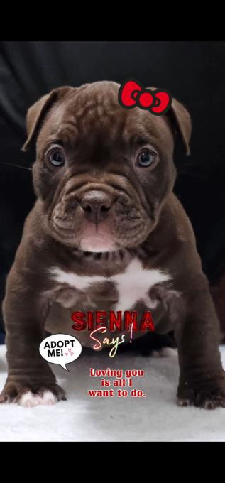 American Bully Micro Exotic