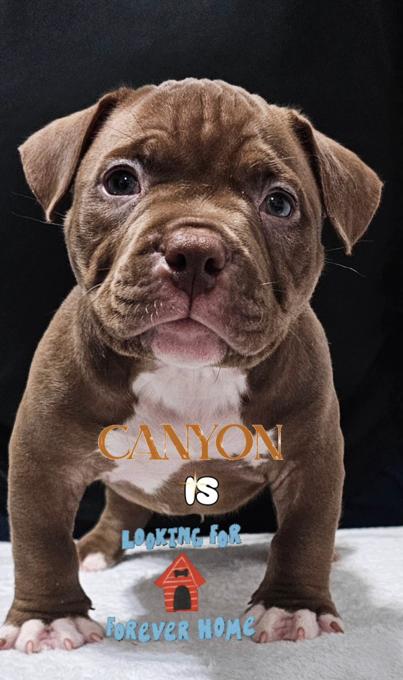 American Bully Micro Exotic
