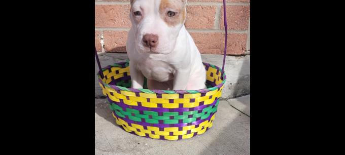 American Bullies
