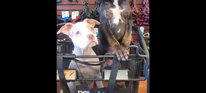 American Bullies