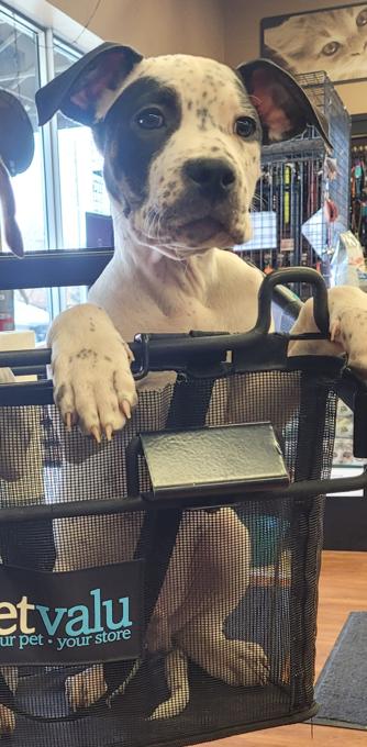 American Bullies