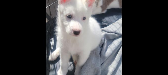 Husky/malamute
