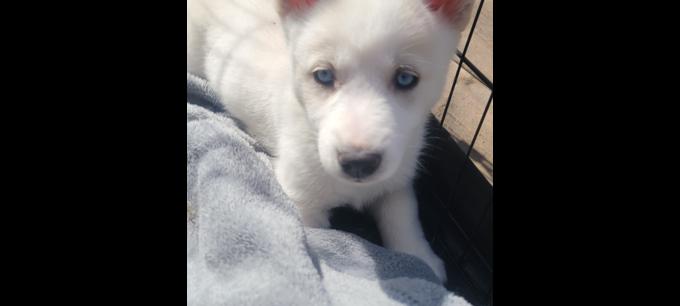 Husky/malamute