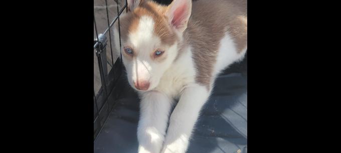 Husky/malamute