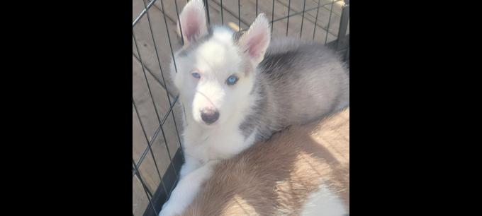 Husky/malamute