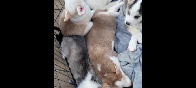 Husky/malamute