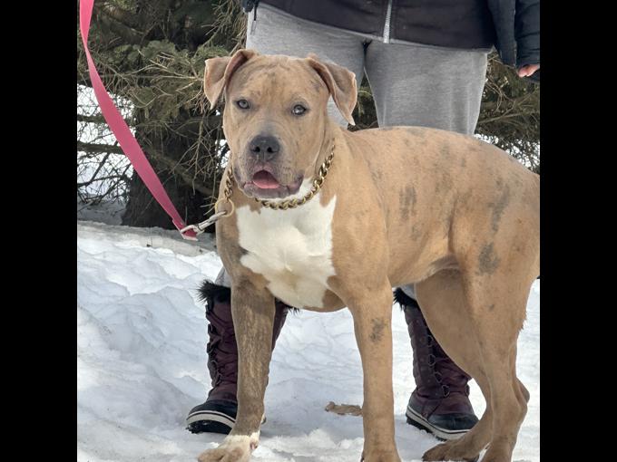 American Bully