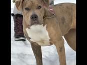 American Bully