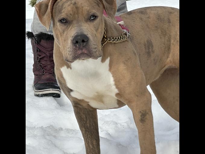 American Bully