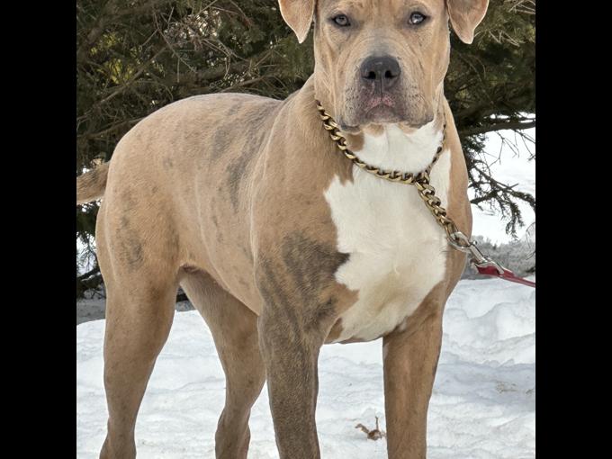 American Bully