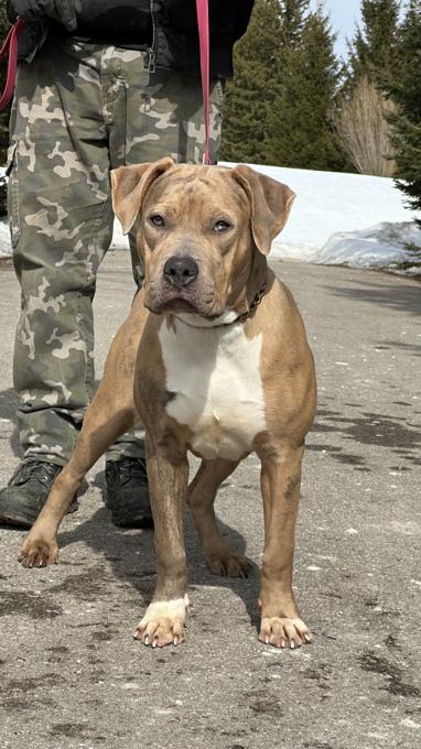 American Bully