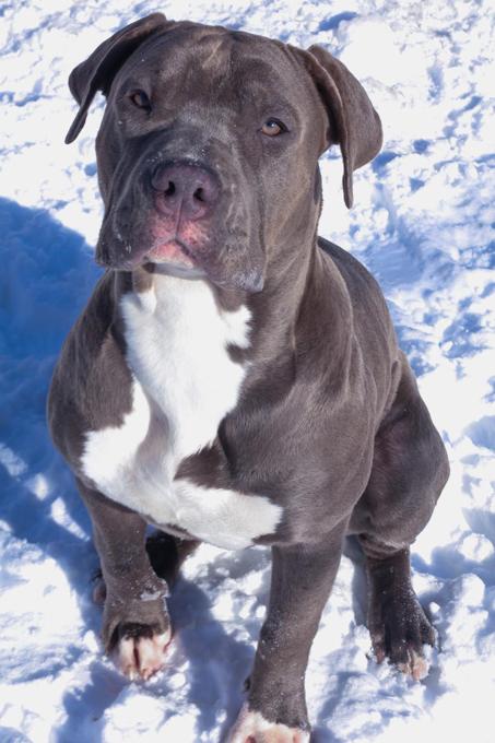 American Bully
