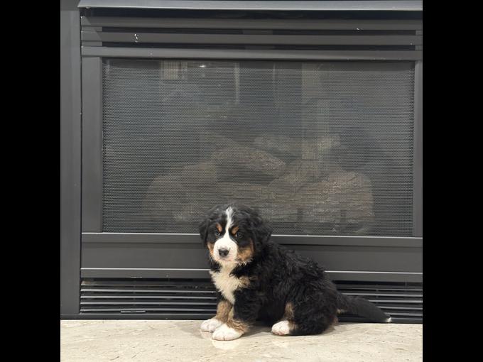 Bernese Mountain