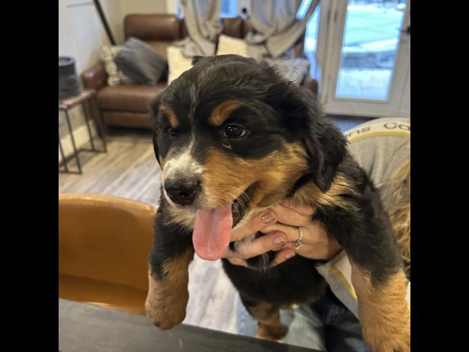 Bernese Mountain