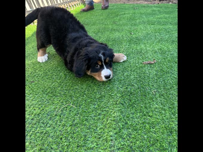 Bernese Mountain