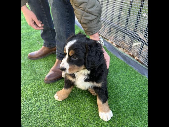 Bernese Mountain