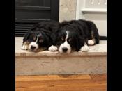 Bernese Mountain